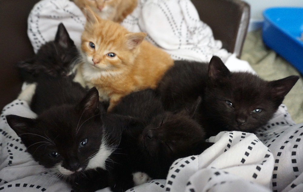 Two Rescue Cat Mums Raise Their Eight Kittens Together Good News Shared