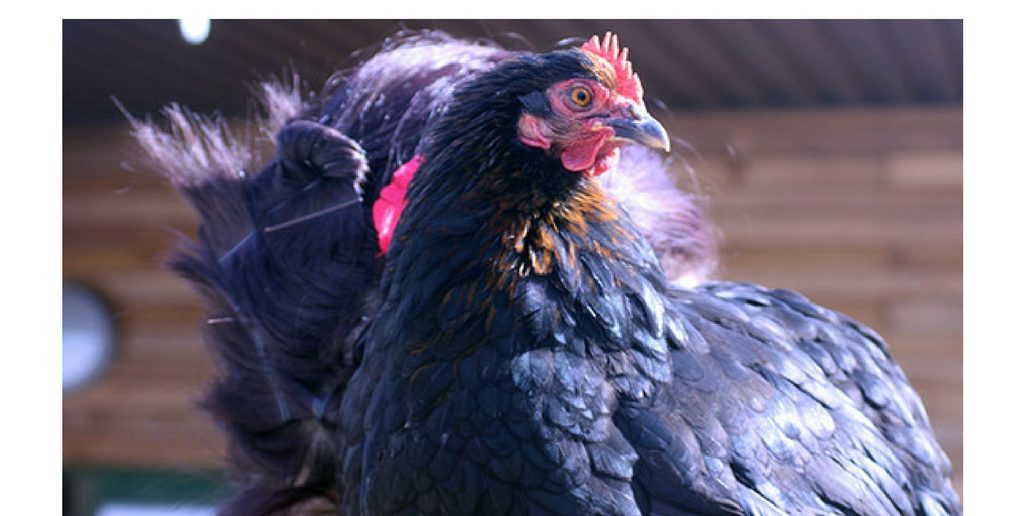 Amazing Animal of the Month: Mabel the Chicken