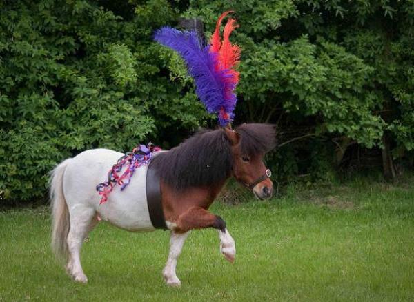 Shetland Pony is a Bridesmaid For The Day!