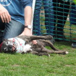 All Dogs Matter - Great Hampstead Bark Off