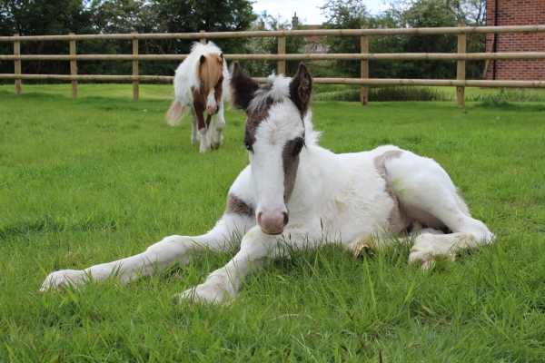 Amazing Animal of the Month: Moses the Foal