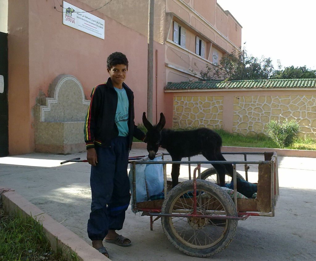 SPANA: A SICK DONKEY FOAL THAT WAS ABANDONED AT A SOUK IN CHEMAIA, MOROCCO, HAS FOUND A NEW HOME WITH THE BOY WHO RESCUED HIM.