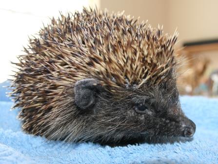Amazing Animal of the Month: Barstool the Hedgehog