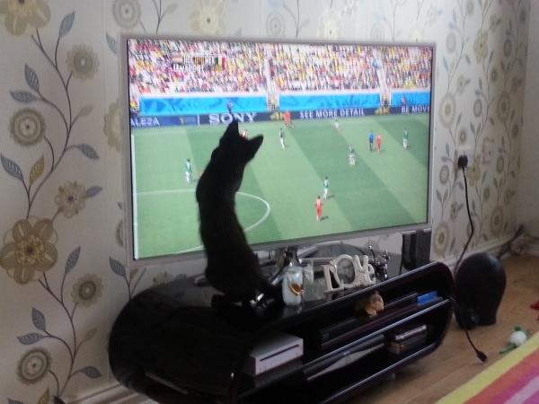 Blue Cross Find Football Loving Kitten Lionel A New Home In Time For The World Cup 2014 Final