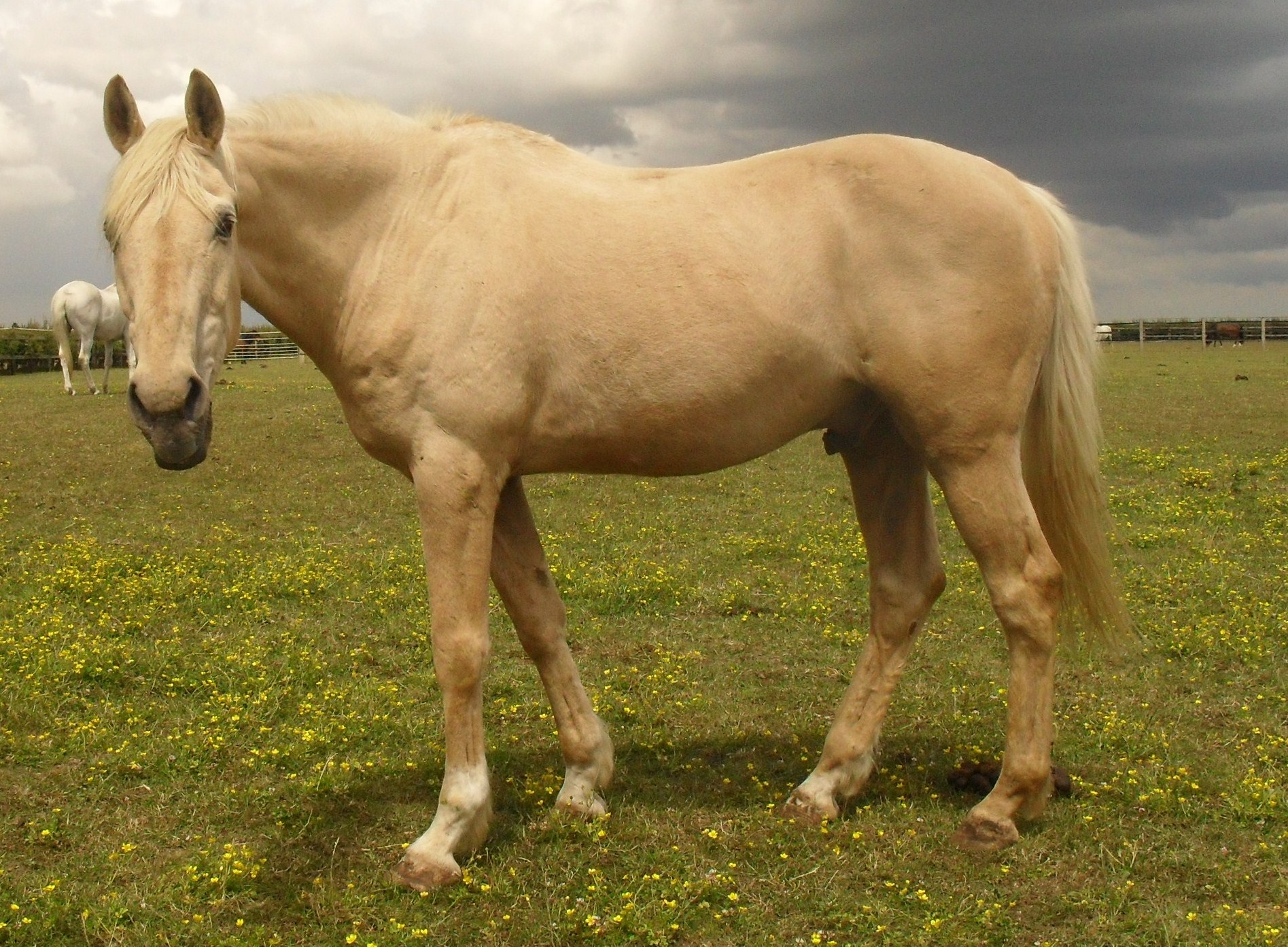 Laddy the Horse, Redwings Horse Sanctuary