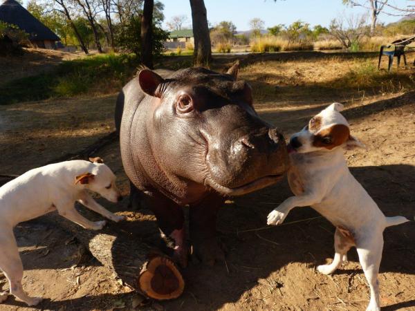 Orphaned Baby Hippo Leaves Canine Friends To Return To The Wild