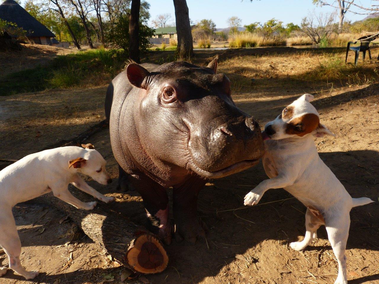Orphaned Baby Hippo Douglas Leaves Canine Friends To Return To The Wild