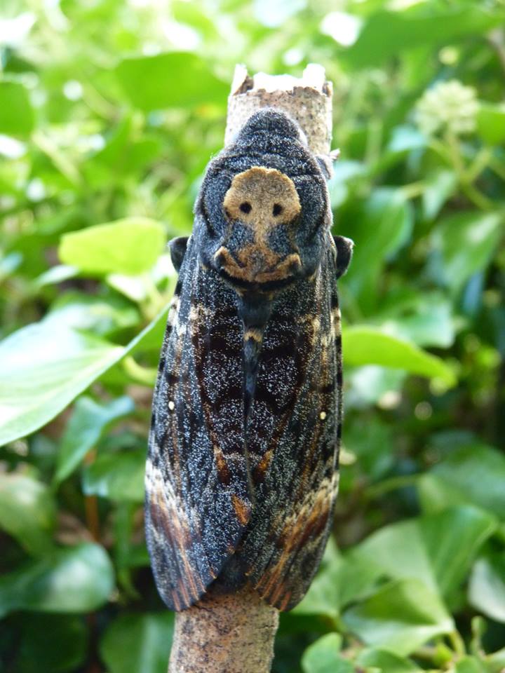 Death's head Hawk-moth Amazing Animal of the Month