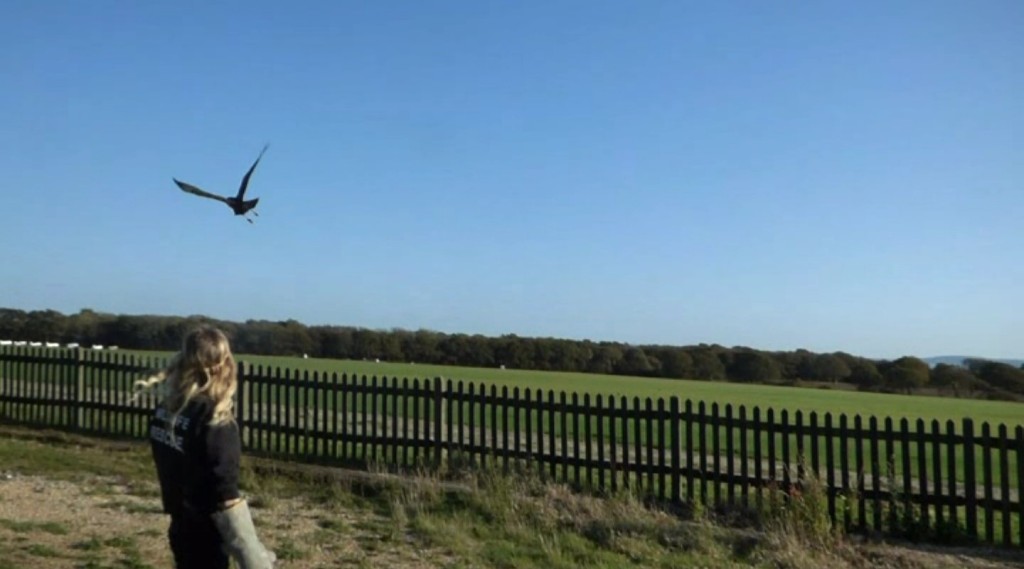 That Magical Moment When You Go Home: Rescued Buzzard Released Back into the Wild