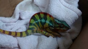 Panther Chameleon: A Pet That Blends In Too Well