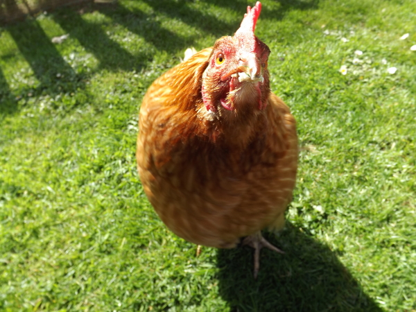Effie the Hen: Amazing Animal of the Month