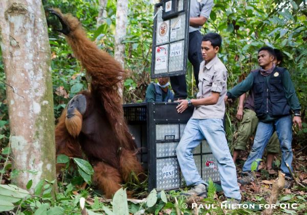 Friday the Orangutan: Amazing Animal of the Month