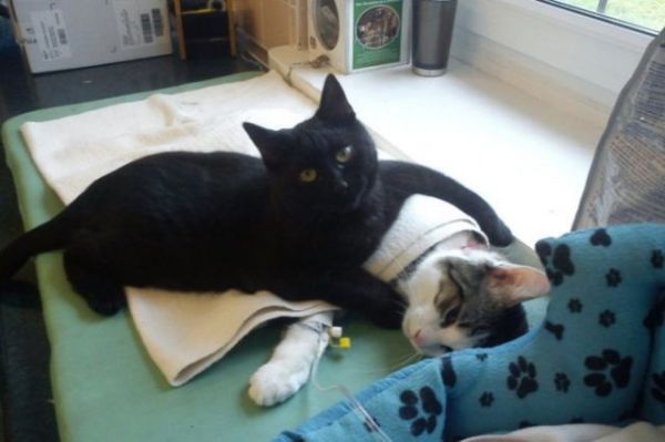 Rescue Cat Nurses Sick Animals at Shelter