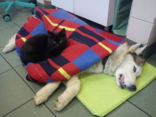 Rescue Cat Nurses Animals in Shelter