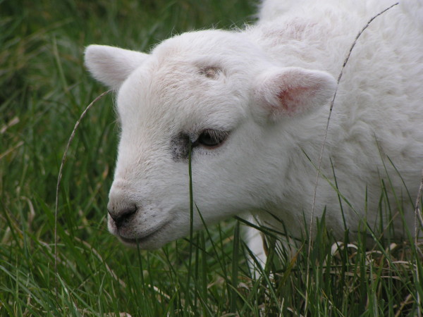 Hero the Lamb: Amazing Animal of the Month