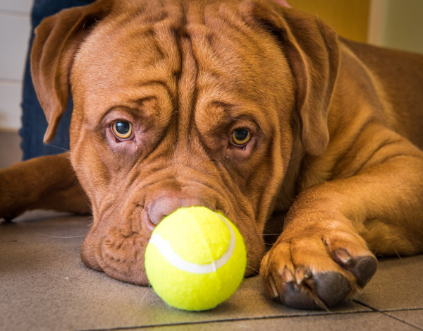 Does You Dog Enjoy Playing with Balls? You Better Make Sure This Doesn't Happen