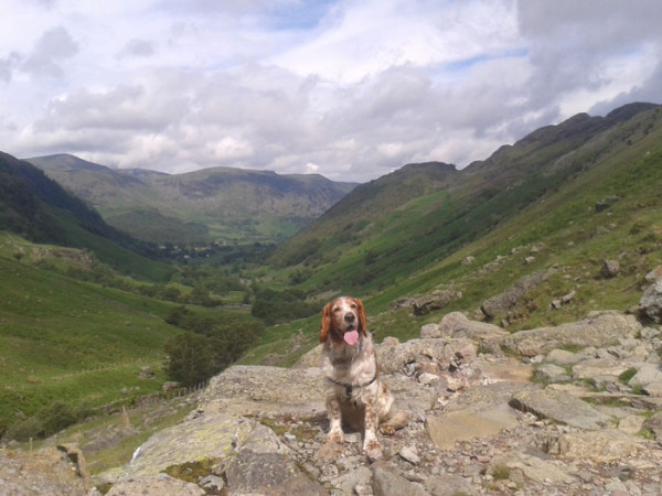 Fergus the Fundraising Dog Walks Almost 200 Miles for Charity