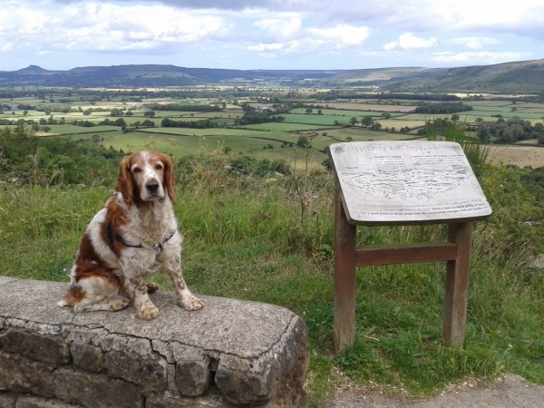 Fergus the Fundraising Dog Walks Almost 200 Miles for Charity