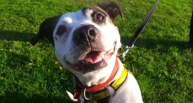We might have found a contender for Britain’s happiest dog