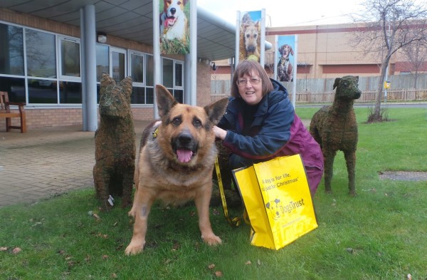 Dog lover battles through Storm Desmond to adopt arthritic homeless hound