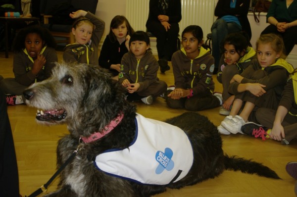 Enormous Irish Wolfhound Teaching Children About Dog Safety