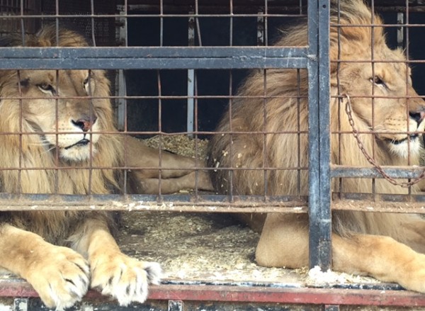 Ex-Circus Lions Given New African Home