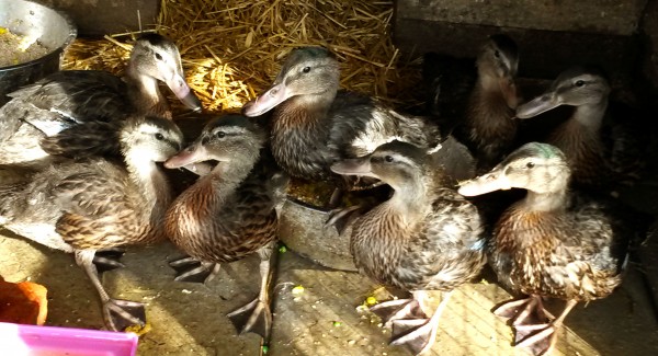 Rescued Ducklings Ready to be Released into the Wild