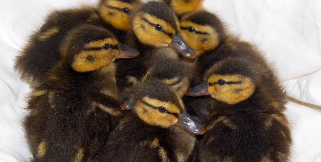 Rescued Ducklings Ready to be Released into the Wild