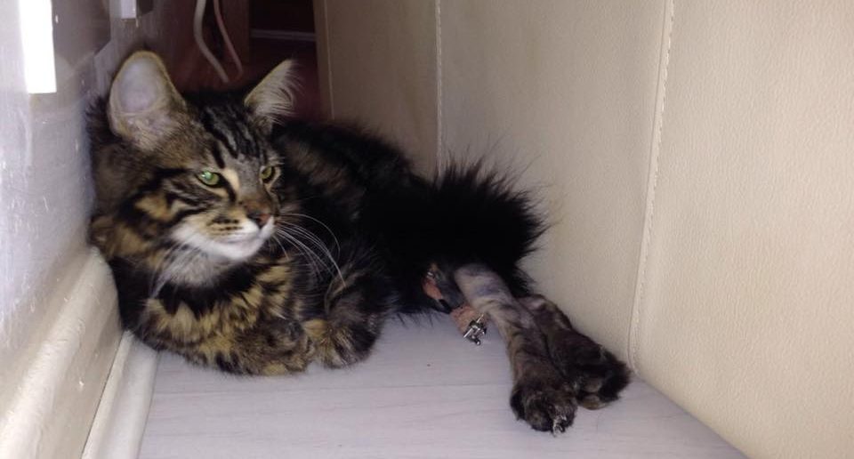 Kitten Found in Bin Rehomed in France After Long Distance Love Affair