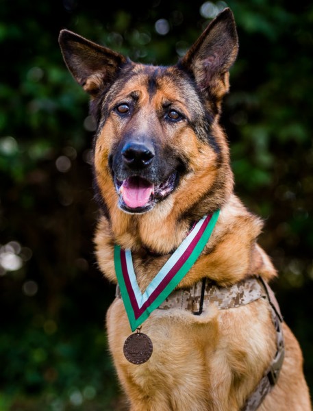 Marine Corps dog Lucca awarded Medal for her service in Afghanistan and Iraq