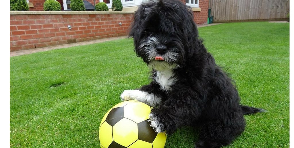 Meet Ronaldog, a Naturally Talented Footballer with a Difference