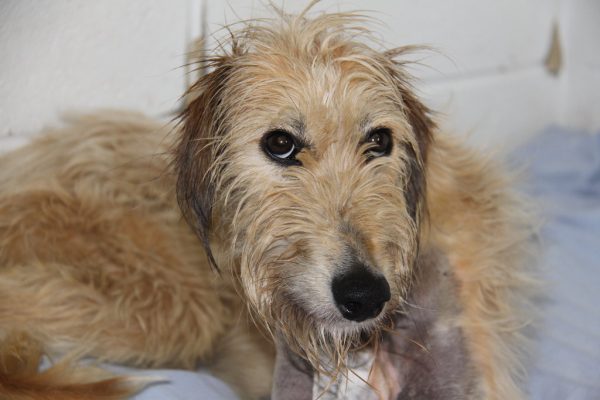 Dog dumped and tied to tree with broken leg finds perfect forever home