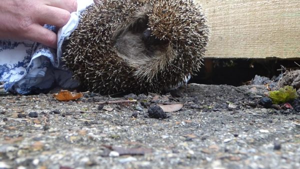 Watch a Pregnant Trapped Hedgehog Get Rescued and Released