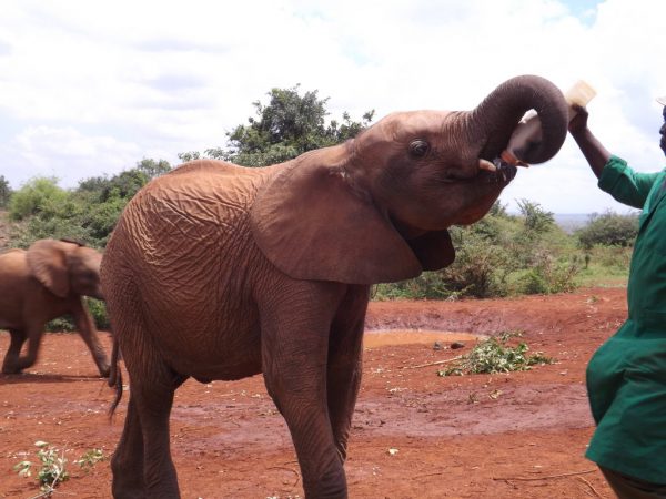 A Day in the Life of an Elephant Keeper at the David Sheldrick Wildlife Trust