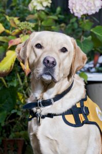 Dementia Dogs Project Grows to Support Scotland's Ageing Population