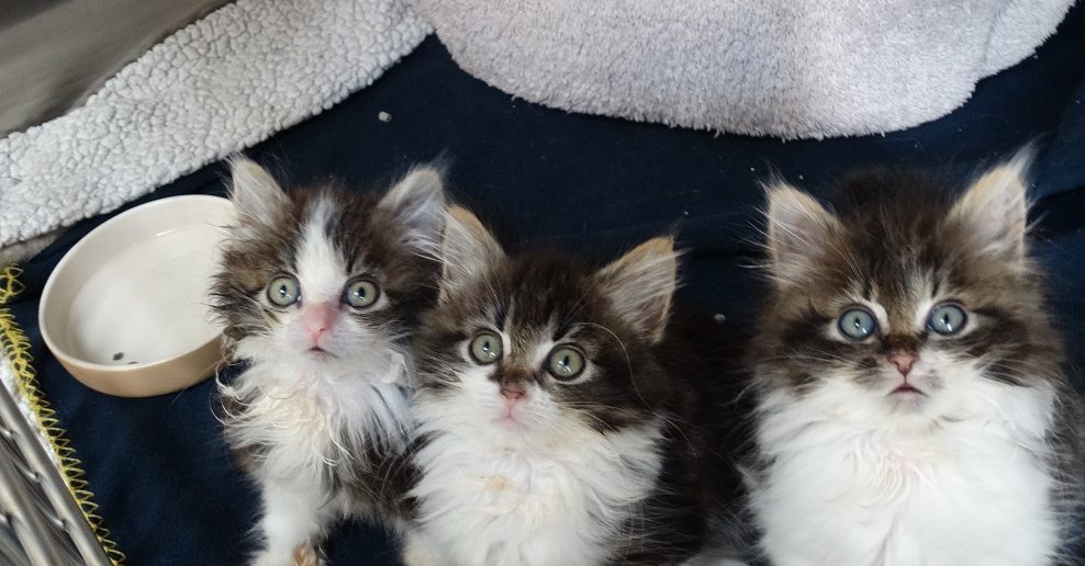 Abandoned kittens find a fruitful recovery thanks to The Mayhew Animal Home