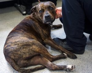 Four-Year-Old Staffie is Lucky by Name and by Nature