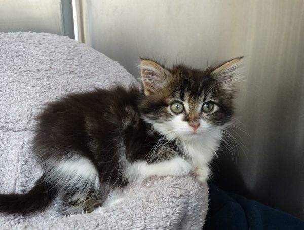 Abandoned kittens find a fruitful recovery thanks to The Mayhew Animal Home