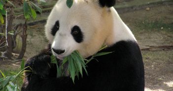 Giant Pandas are no longer close to extinction!