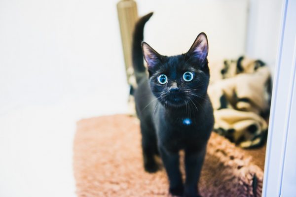10 Reasons To Adopt A Black Cat