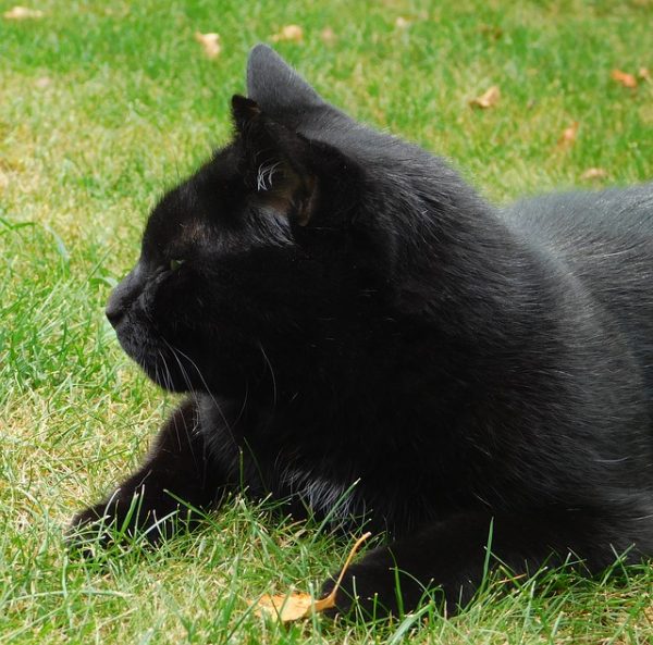 10 Reasons To Adopt A Black Cat