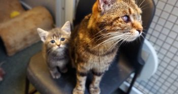 Rescue Mum Cat Takes in Teeny Orphaned Kitten