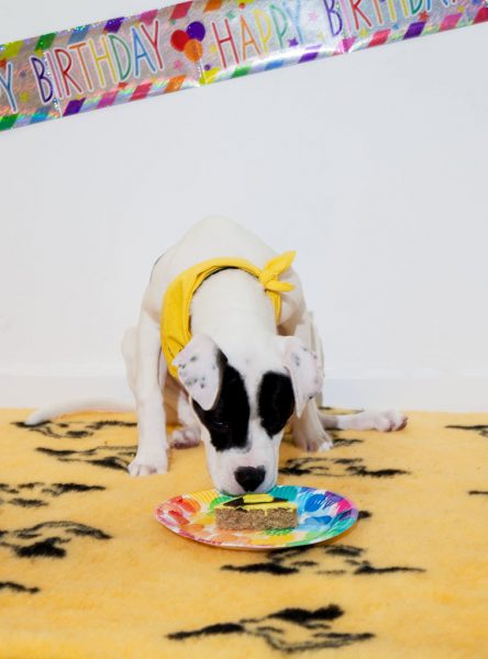 Dogs Trust Manchester throw special party for deaf pup to celebrate their second birthday