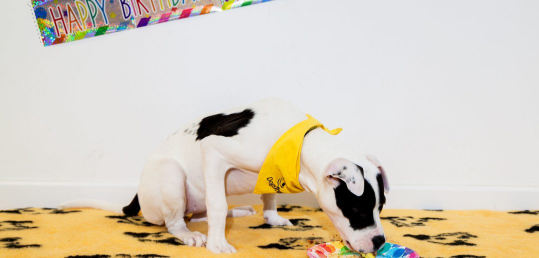 Dogs Trust Manchester throw special party for deaf pup to celebrate their second birthday