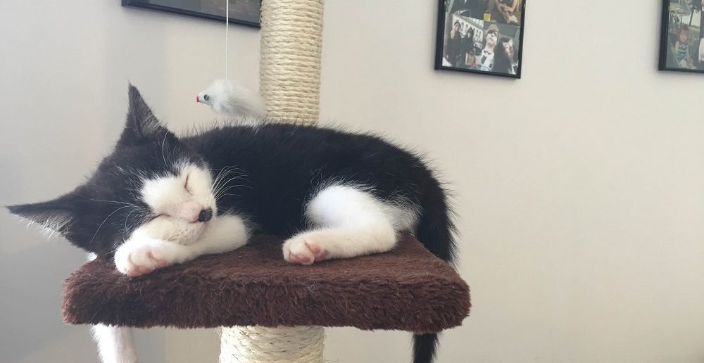 Lucky Black and White Kitten Gets A Happy Ending