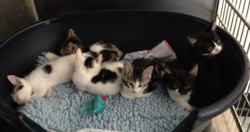Olympic Kittens Get Happy Ending Following a Tough Start