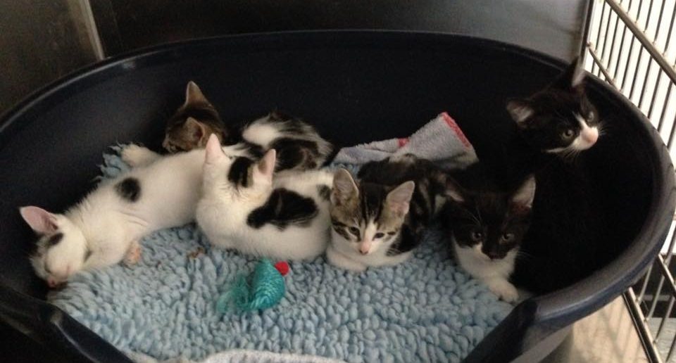 Olympic Kittens Get Happy Ending Following a Tough Start