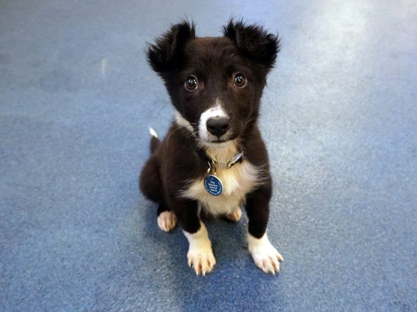 Sick Puppy Sold Outside Tube Station is on the Right Track to Happiness