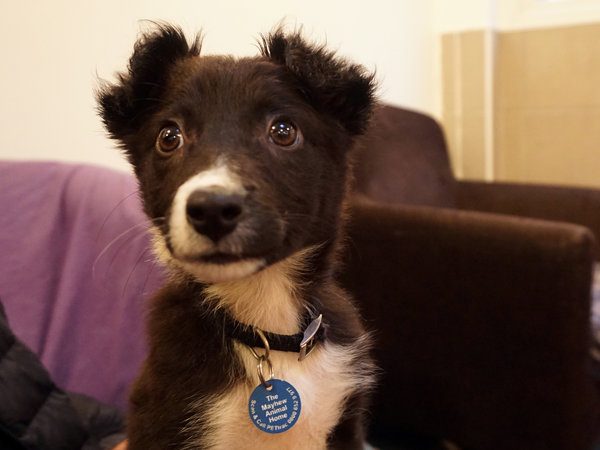 Sick Puppy Sold Outside Tube Station is on the Right Track to Happiness