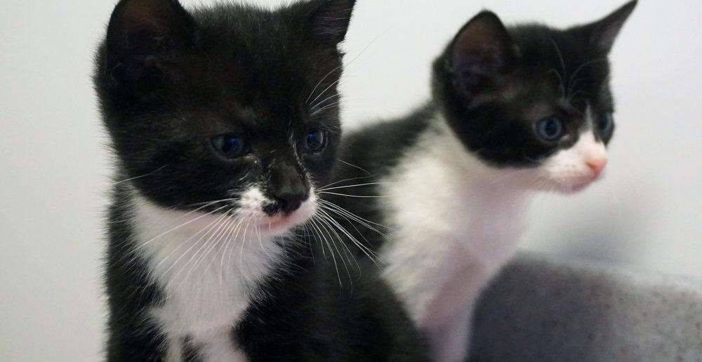 Black and White Cat and her kittens saved by kind-hearted local resident